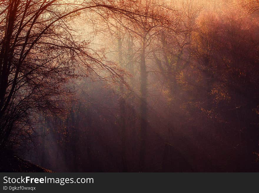 Atmosphere, Forest, Morning, Sunlight