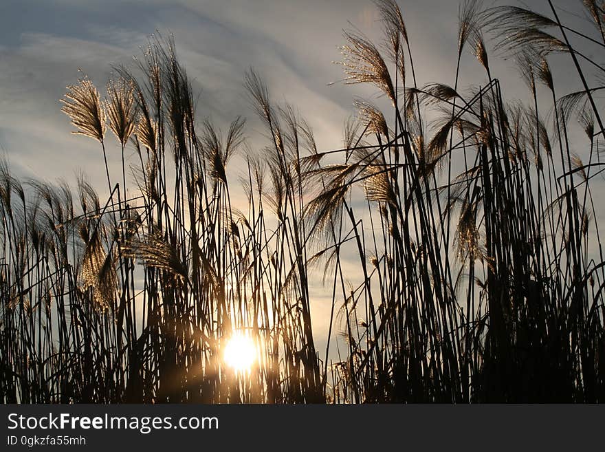 Reflection, Phragmites, Sky, Grass Family