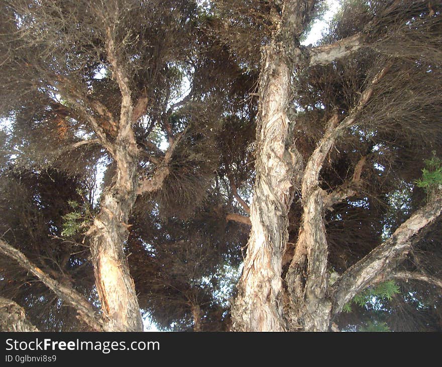 Wood, Twig, Trunk, Terrestrial plant, Arecales, Natural landscape