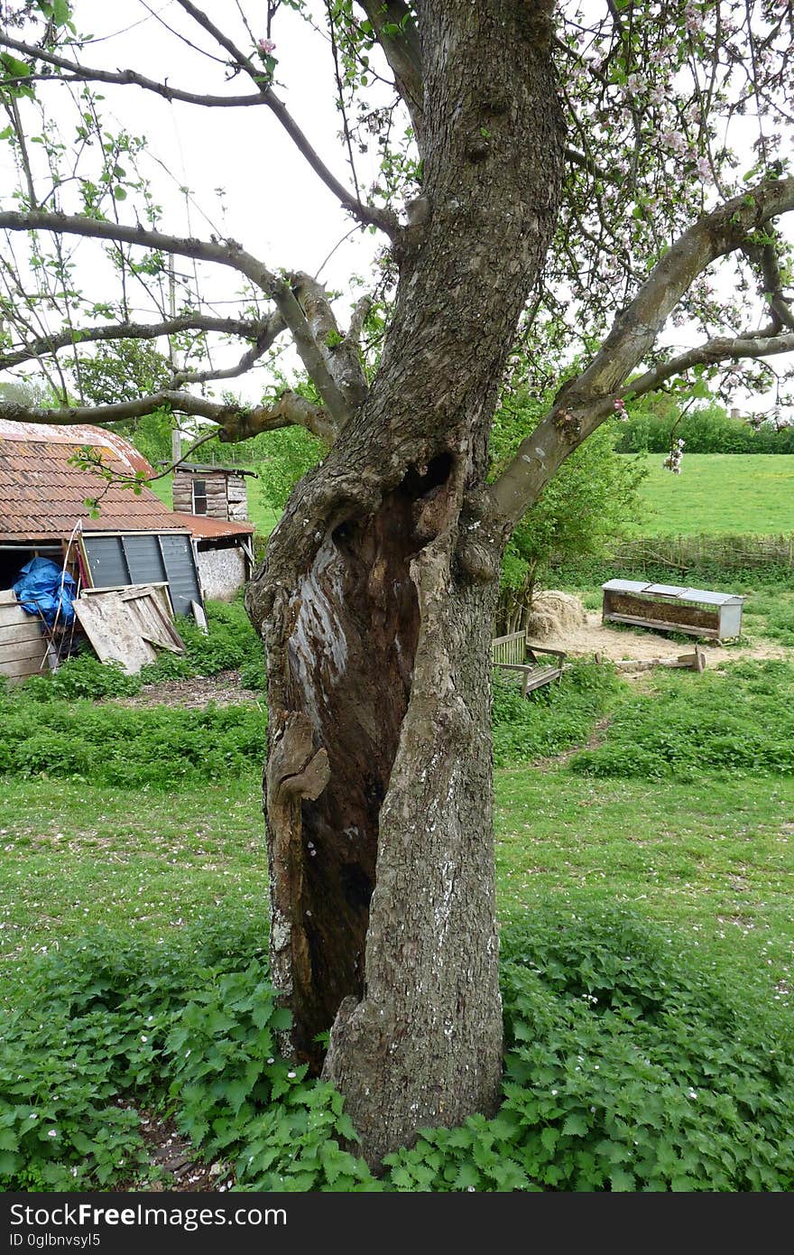 Braziers Park - hollow tree