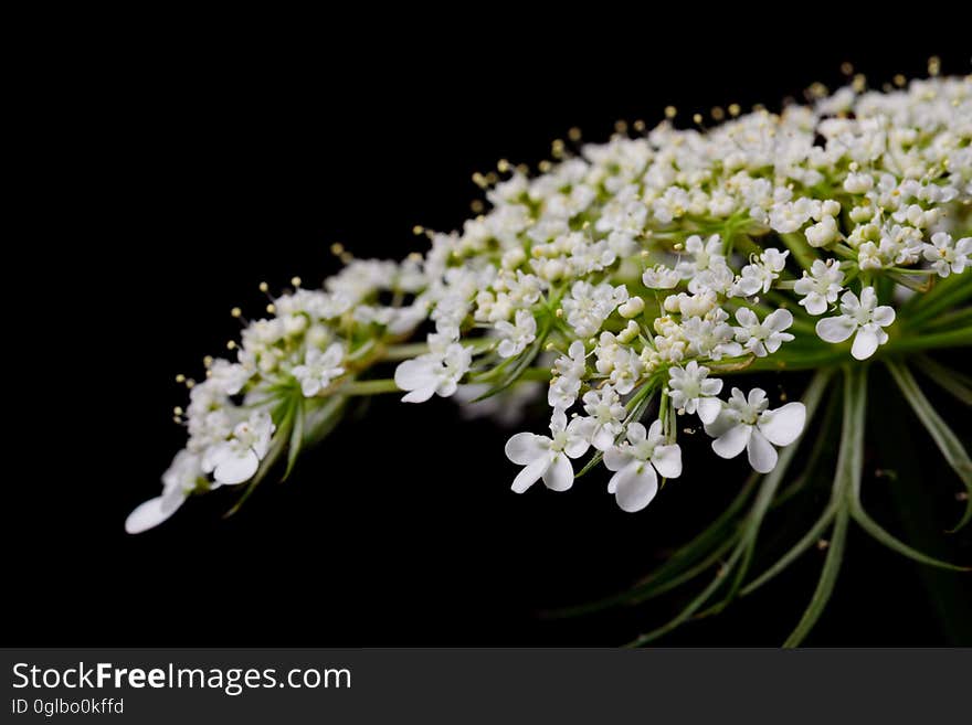 Close up of tiny white flowers on green stems against black background.