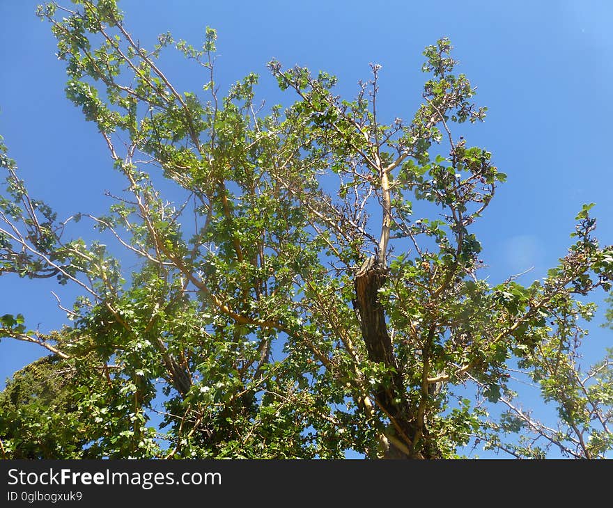 Sky, Branch, Twig, Tree, Flowering plant, Trunk