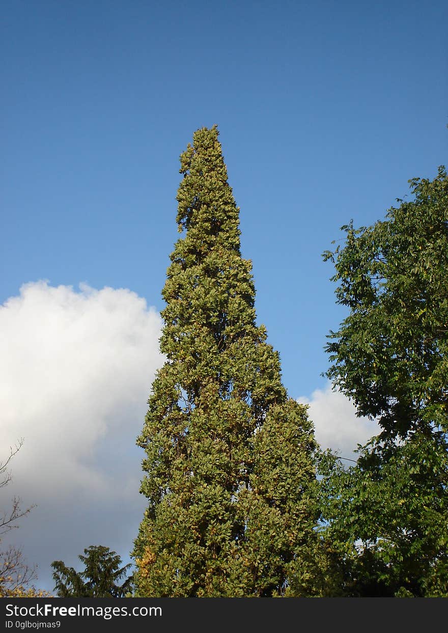 Cloud, Sky, Plant, Larch, Tree, Natural landscape