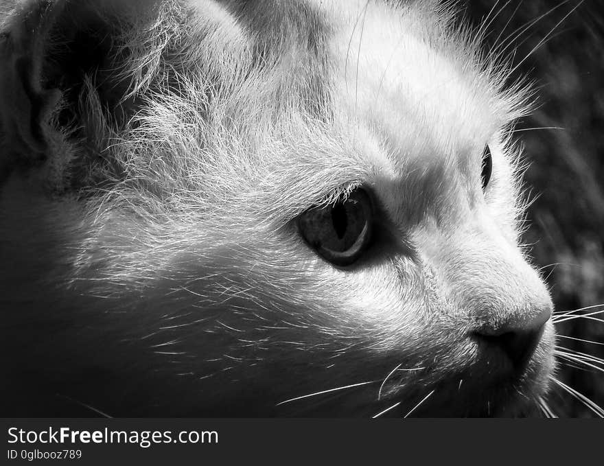 Close up profile portrait of domestic cat in black and white. Close up profile portrait of domestic cat in black and white.