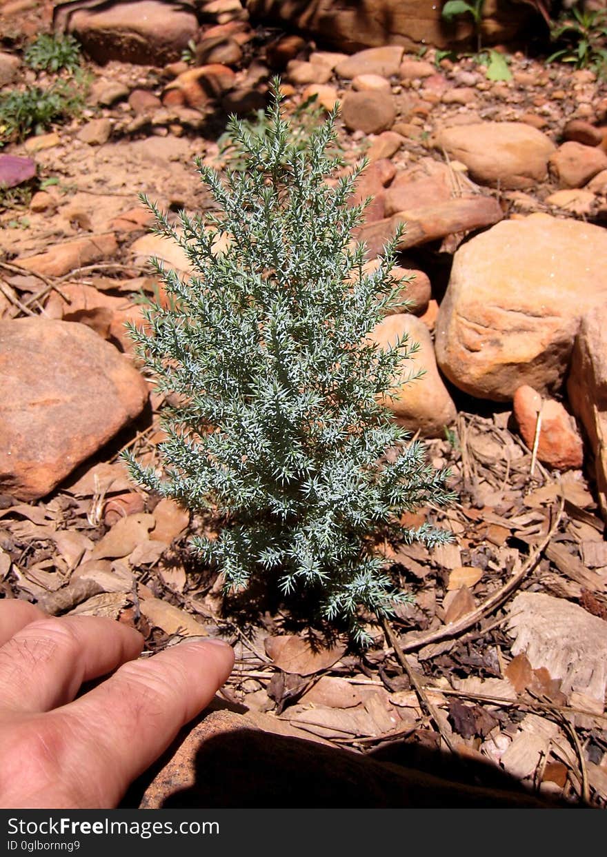 For the last year I&#x27;ve been nursing this tiny new juniper tree. It originally sprouted in the rocks below a mature parent; I moved it to a more optimal location, and its at least quintupled in size since then. But its a long time until I can sit in its shade. For the last year I&#x27;ve been nursing this tiny new juniper tree. It originally sprouted in the rocks below a mature parent; I moved it to a more optimal location, and its at least quintupled in size since then. But its a long time until I can sit in its shade.