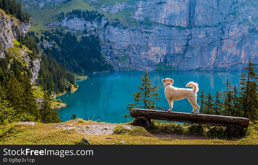 Swan on Lake Against Mountain