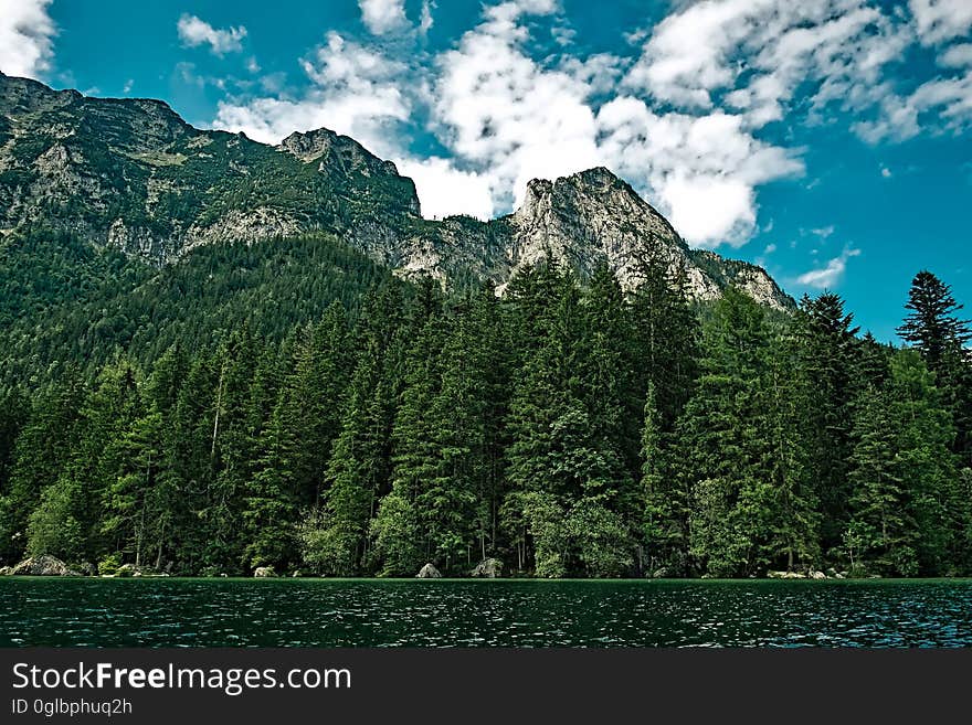 View of Trees in Forest Against Cloudy Sky