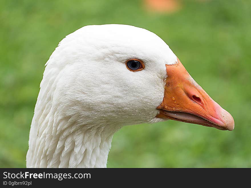 White Fur and Orange Beak Animal