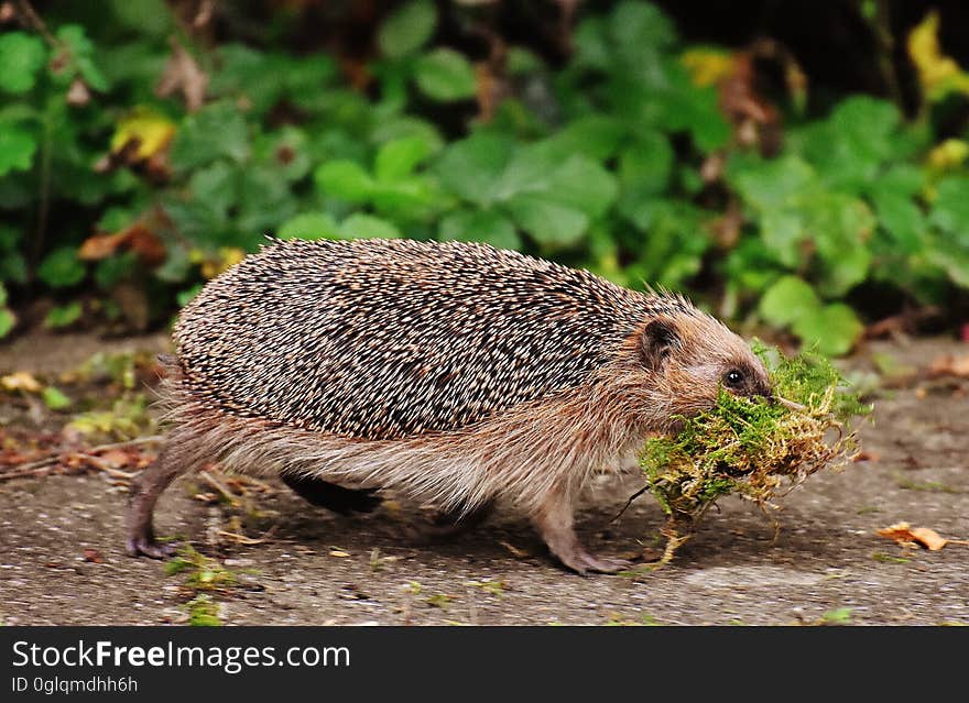 Black and Brown Hedge Hog