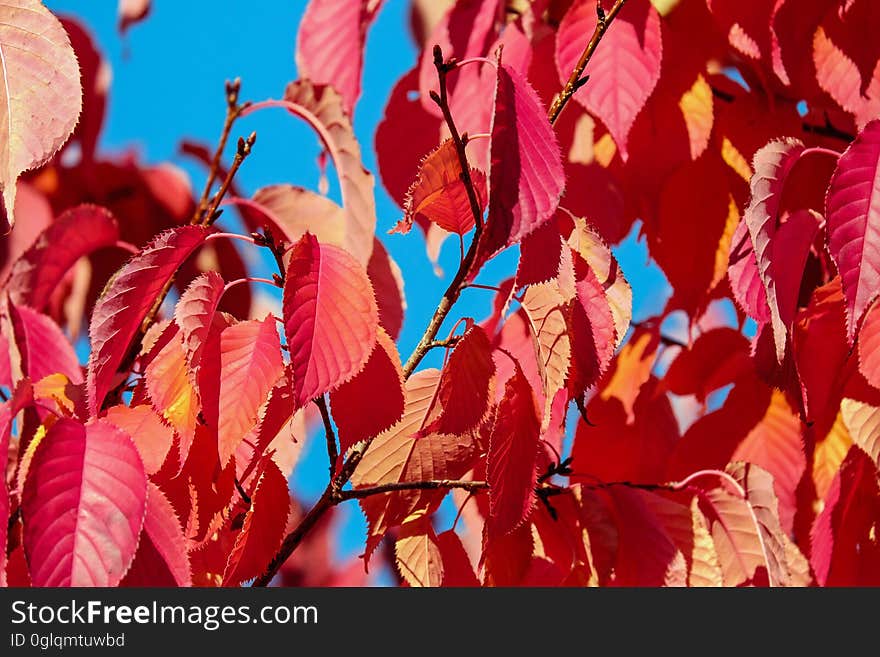 Red fall foliage on branches against blue skies.