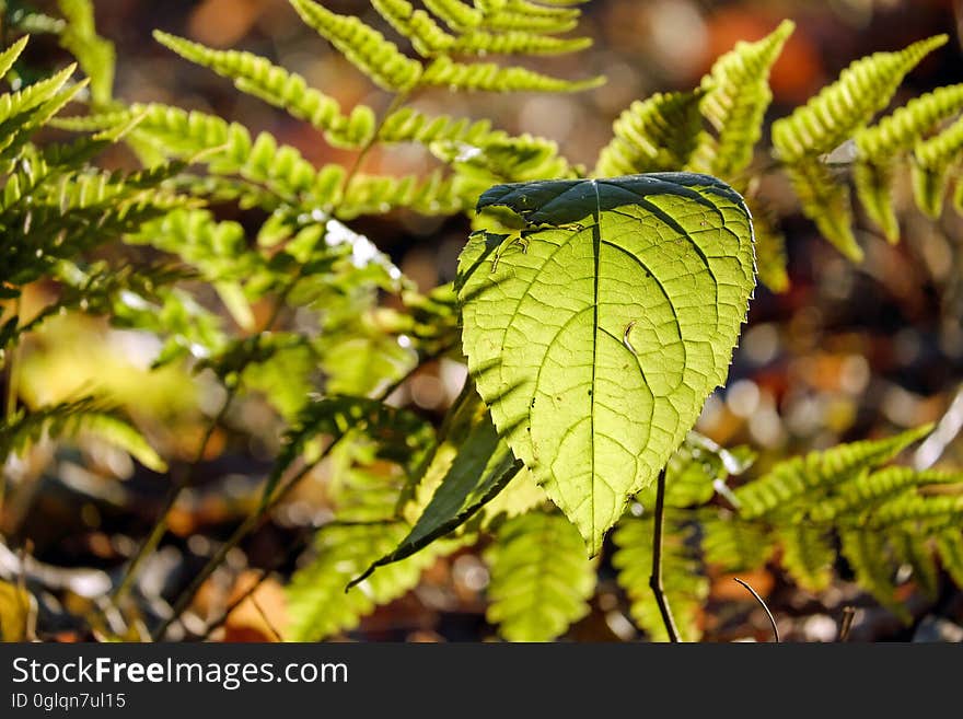 Close up of green leaves on ferns in sunlight. Close up of green leaves on ferns in sunlight.