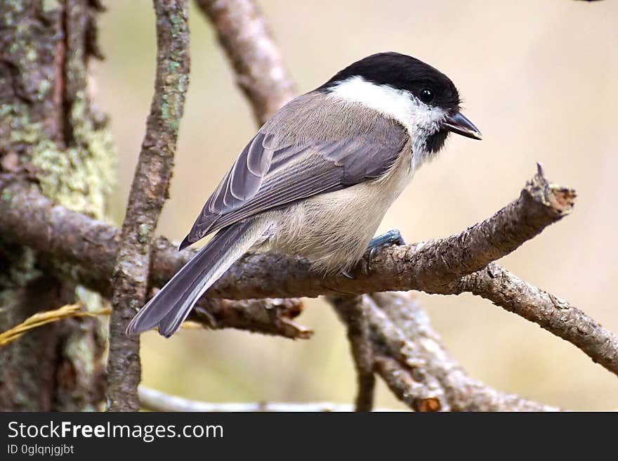 Close-up of Bird Perching Outdoors