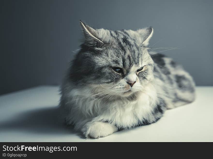 Portrait of a long haired domestic house cat laying down. Portrait of a long haired domestic house cat laying down.