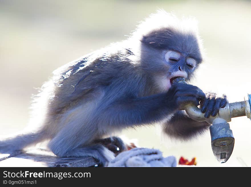 The dusky leaf monkey, spectacled langur, or spectacled leaf monkey Trachypithecus obscurus,A mother Dusky Leaf monkey and its yellow baby.