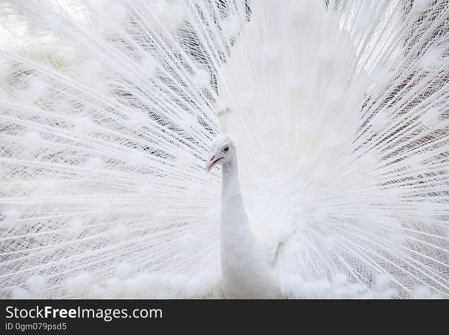 White peacock shows its tail feather