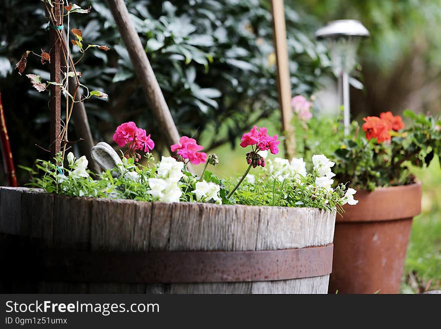 A home garden with flowers in pots and old barrels. A home garden with flowers in pots and old barrels.