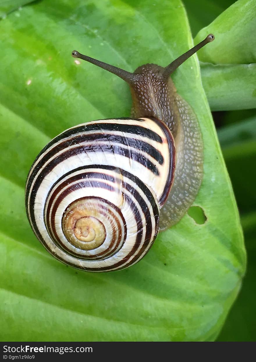 White Black and Brown Snail on Green Leaf