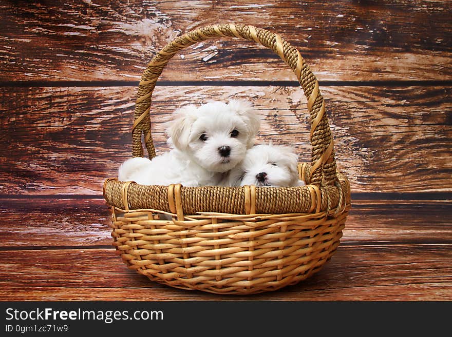 Two Maltese dogs (mother dog and puppy perhaps) inside a wicker shopping basket placed on a brown wooden floor. Two Maltese dogs (mother dog and puppy perhaps) inside a wicker shopping basket placed on a brown wooden floor.