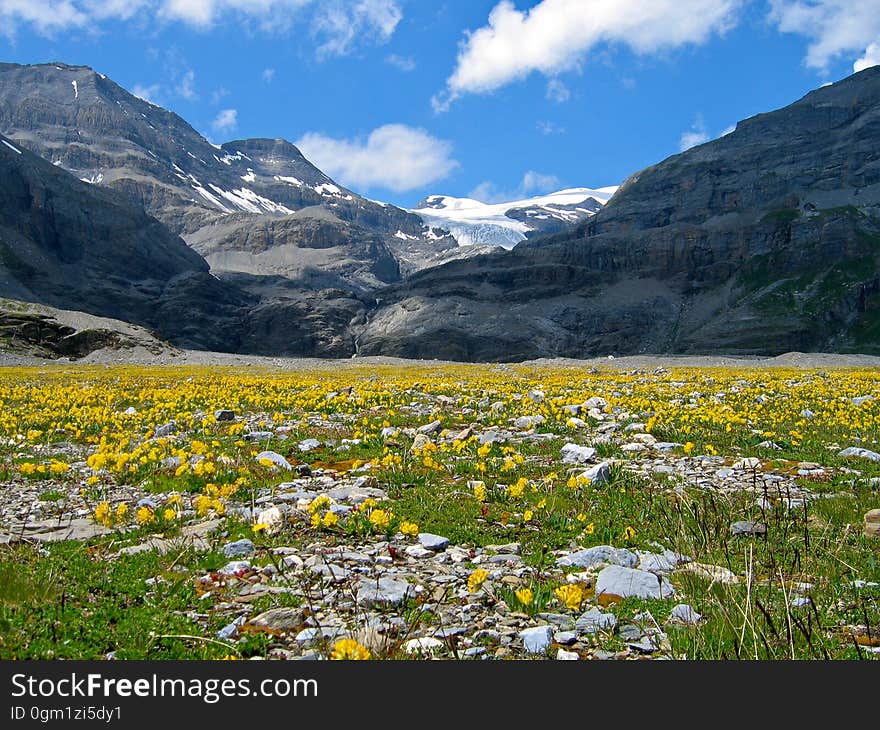 A field with yellow flowers and rocky mountains in the background. A field with yellow flowers and rocky mountains in the background.