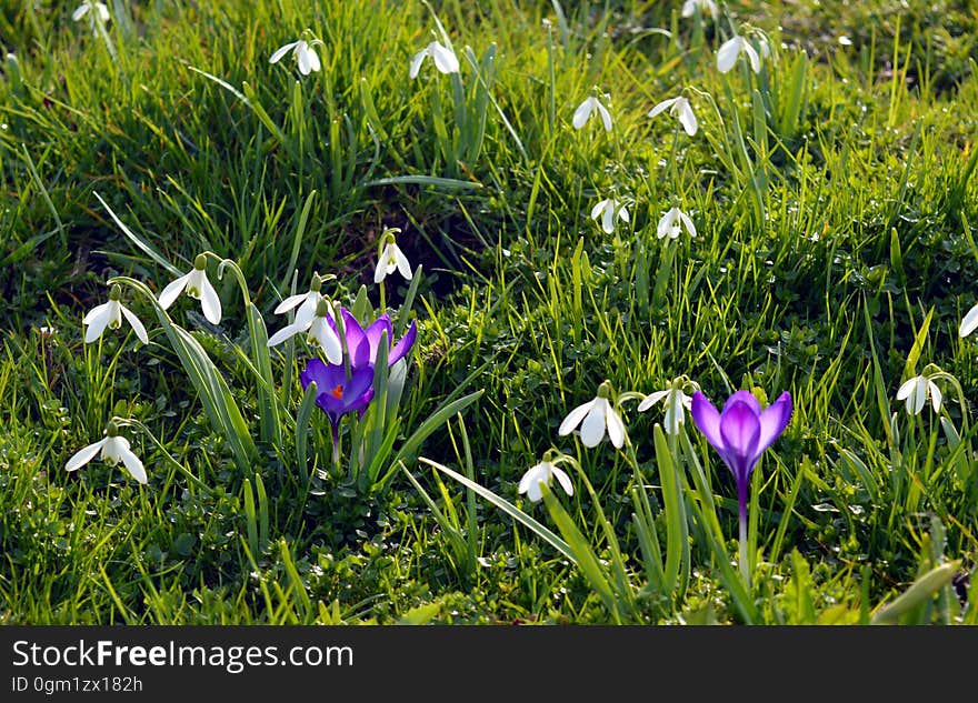 Crocus flowers and snowdrops on a meadow in the spring. Crocus flowers and snowdrops on a meadow in the spring.