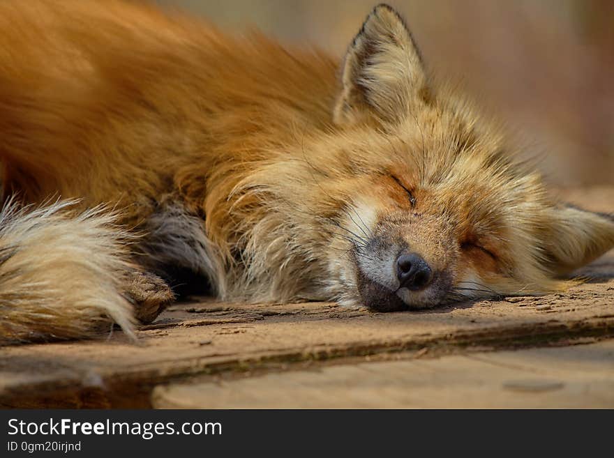 Closeup of a fox sleeping at a zoo. Closeup of a fox sleeping at a zoo.