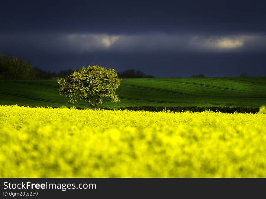 A beautiful field of on a stormy night.