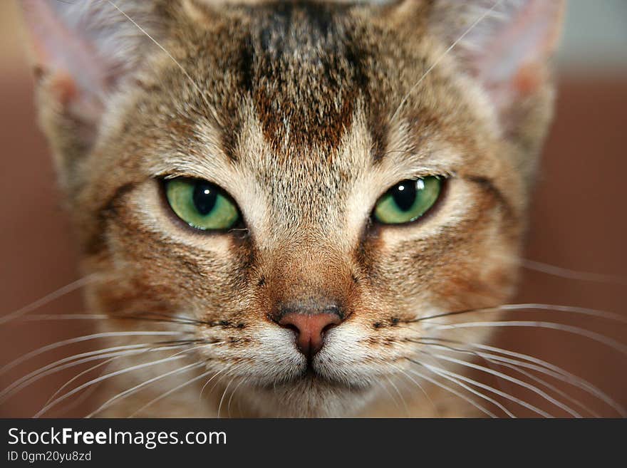 Portrait of house cat with green eyes. Portrait of house cat with green eyes.