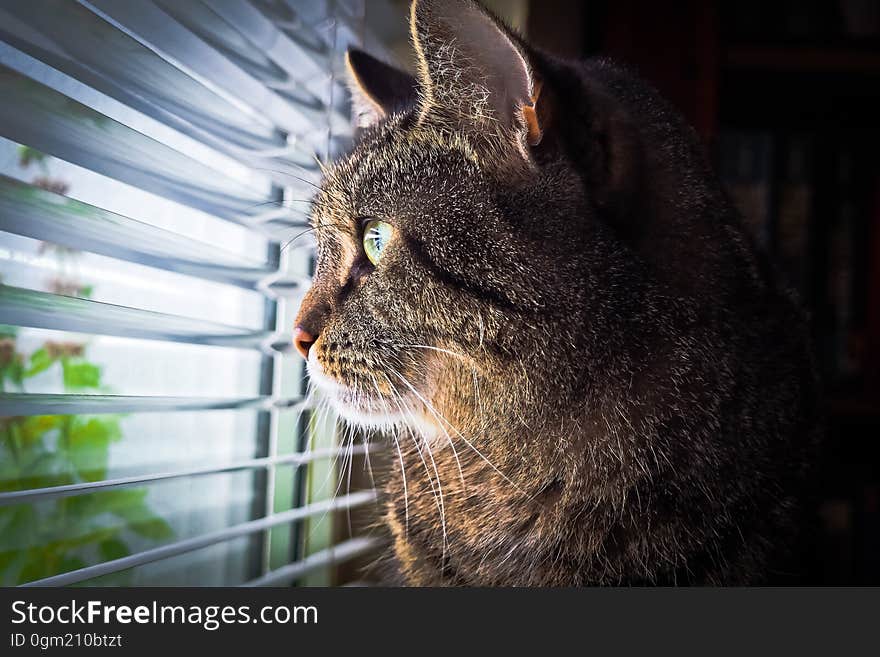 Portrait of domestic cat looking through blinds on sunny window. Portrait of domestic cat looking through blinds on sunny window.