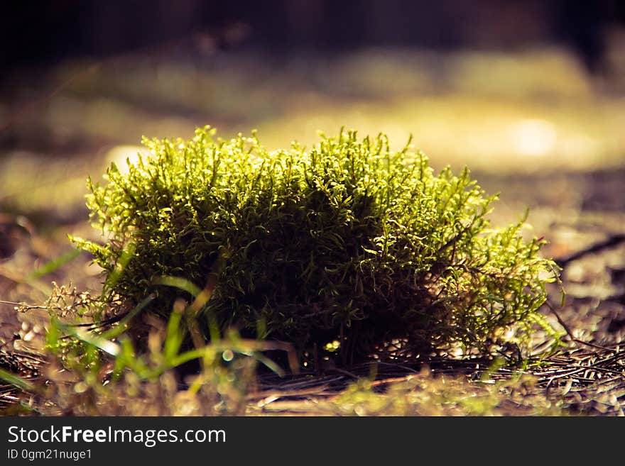 Green Plants on Brown Surface