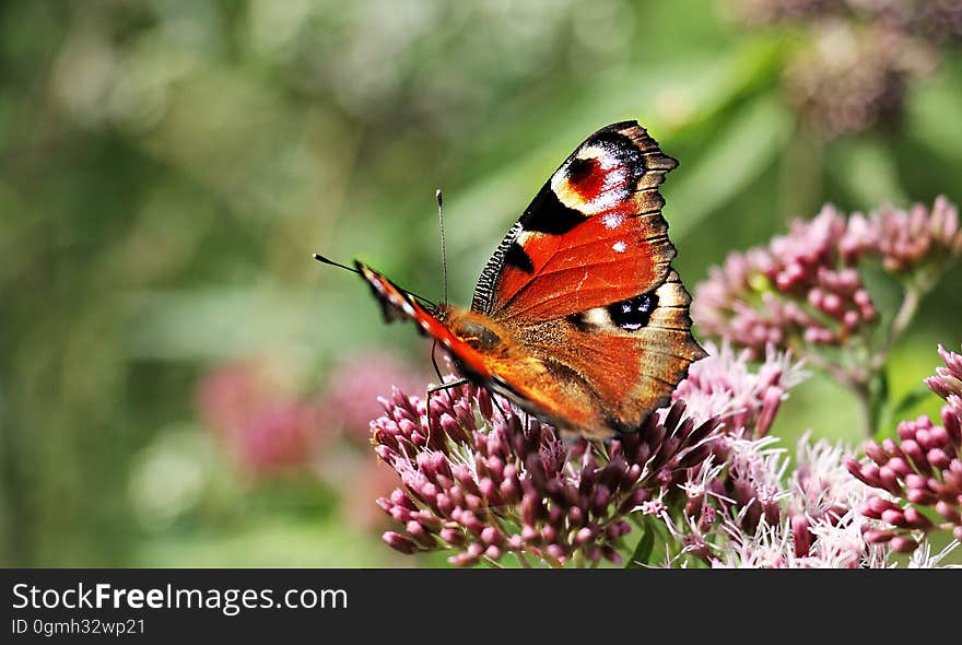 Brown Black and White Butterfly on Purple Flower Bud