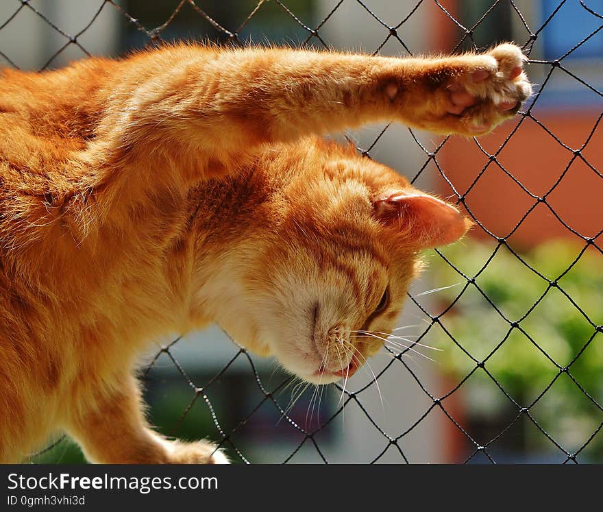 Orange Tabby Cat on Black Rope Link Fence