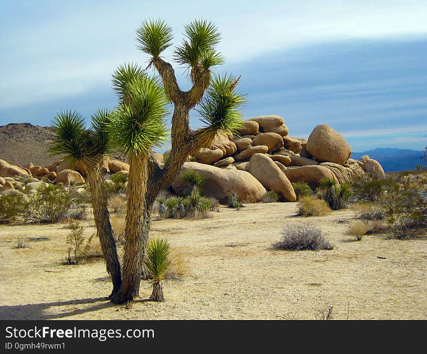 Joshua trees in a desert region of California.