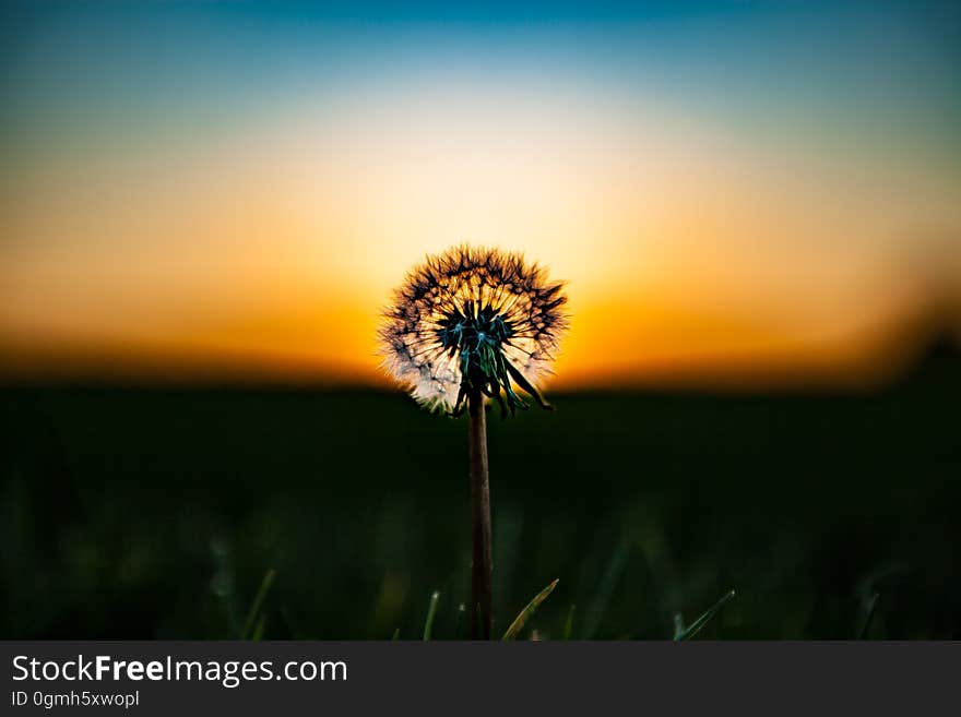 Dandelion head in field at sunset. Dandelion head in field at sunset.