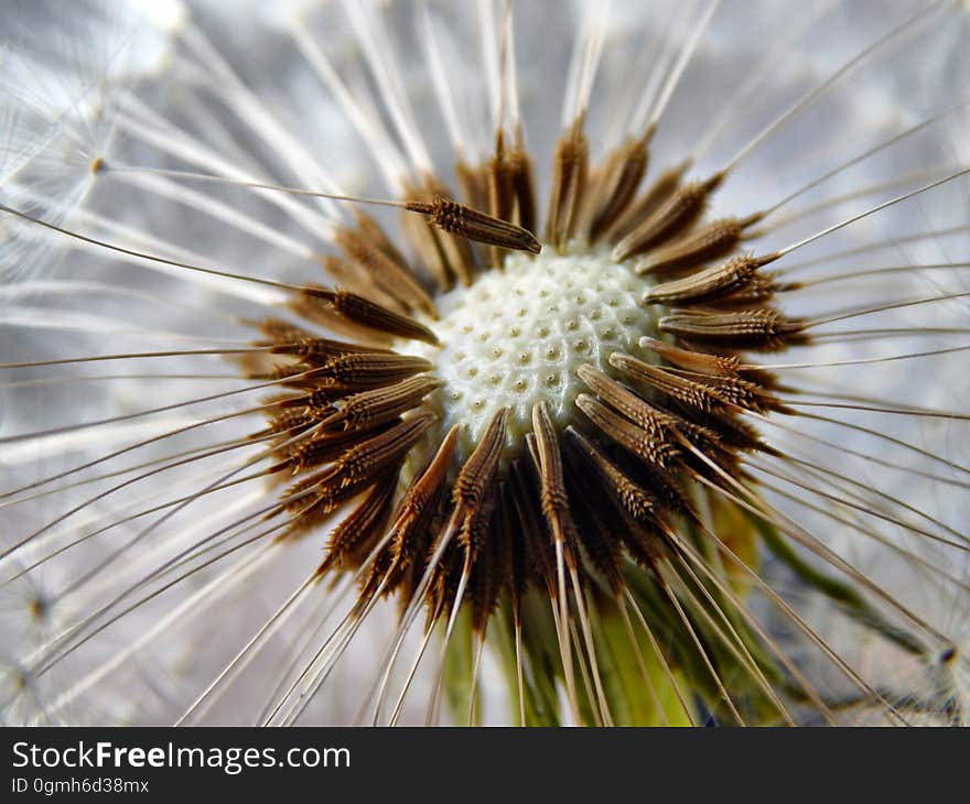 Brown and White Spike Flower