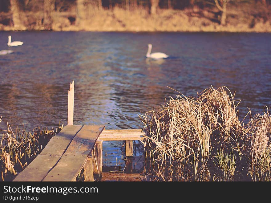 A small pier leading to lake with white swans. A small pier leading to lake with white swans.