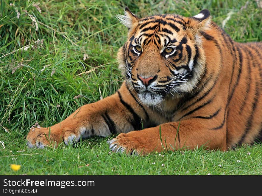 Bengal Tiger Laying in Green Grass at Daytime