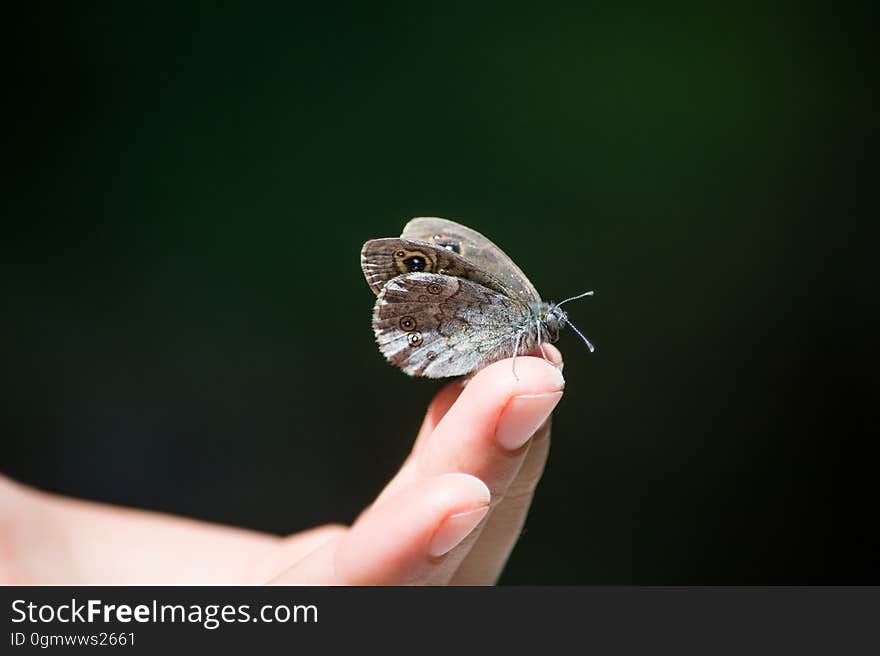 Owl Butterfly on Human Finger