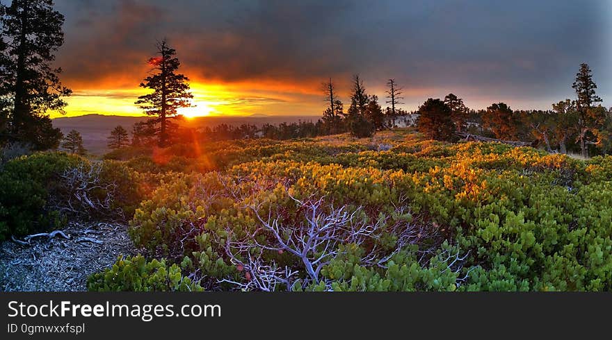 A sunset in the forest in the autumn. A sunset in the forest in the autumn.