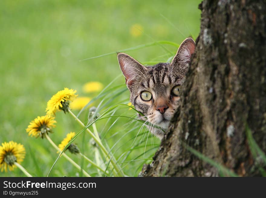 A curious cat peeking out from behind a tree.