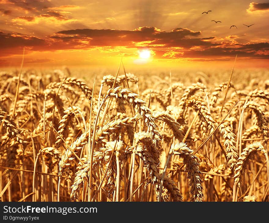 A field of golden wheat with a sunset behind it. A field of golden wheat with a sunset behind it.