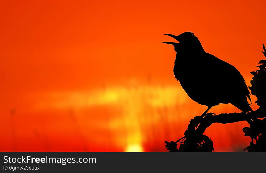 Close-up of Silhouette Bird Perching on Orange Sunset