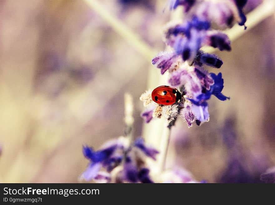 A ladybug resting on a branch with purple flowers. A ladybug resting on a branch with purple flowers.