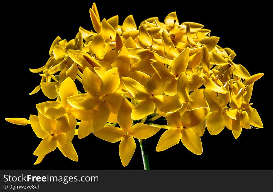 Yellow 5 Petal Flower