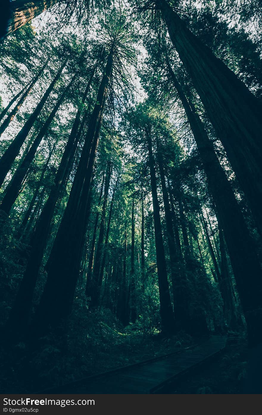 Tall trees in a forest from a low angle.