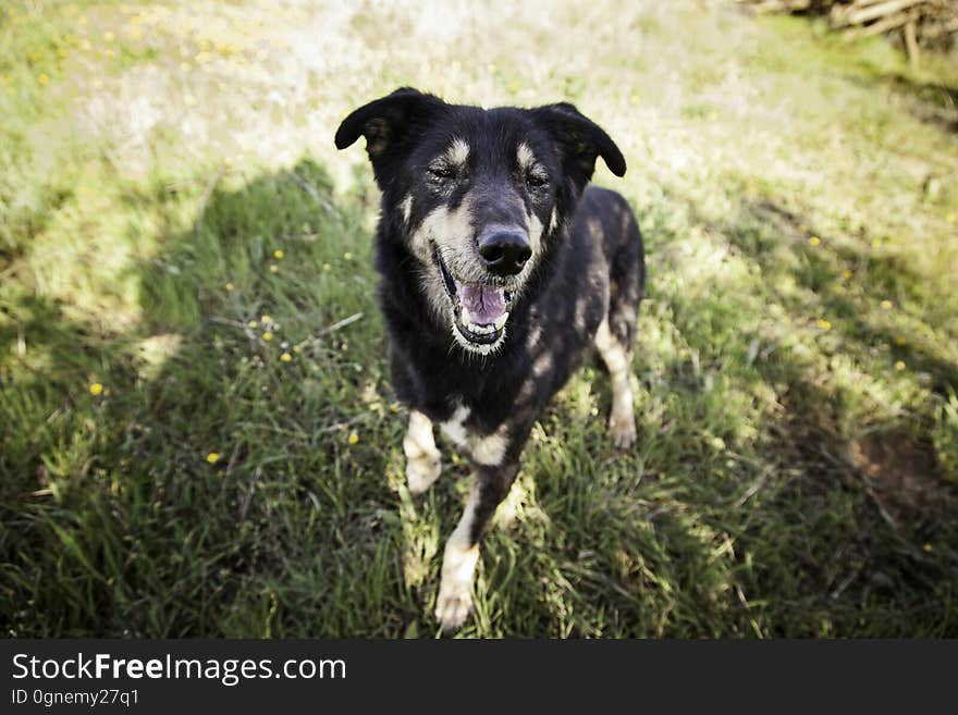 Happy dog, detail of a happy dog, pet