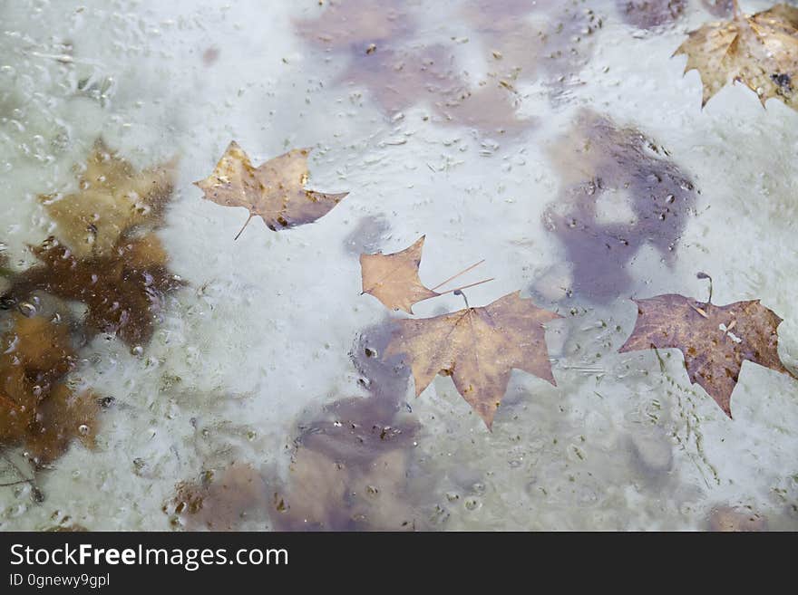 Cold water with leaves, detail of a winter day, cold. Cold water with leaves, detail of a winter day, cold