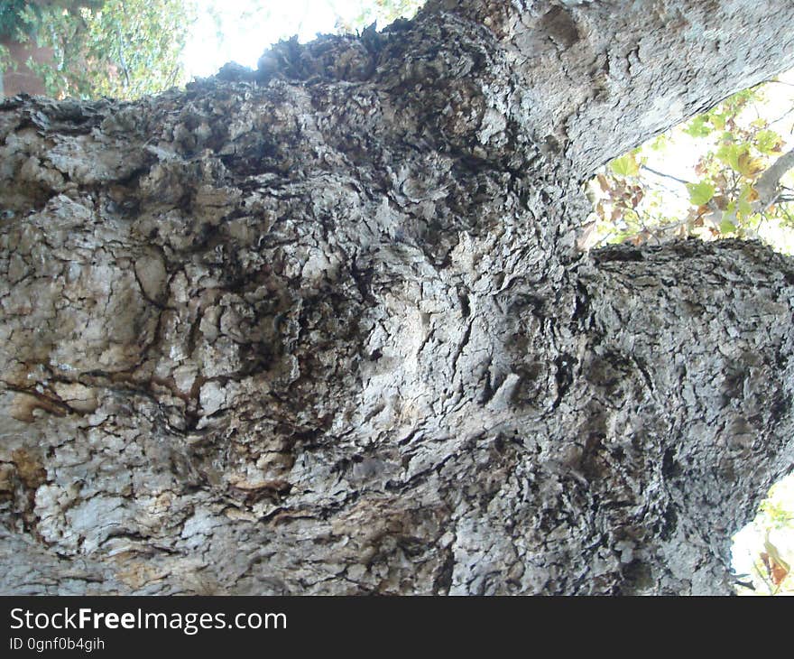 Bedrock, Wood, Trunk, Tree, Plant, Formation