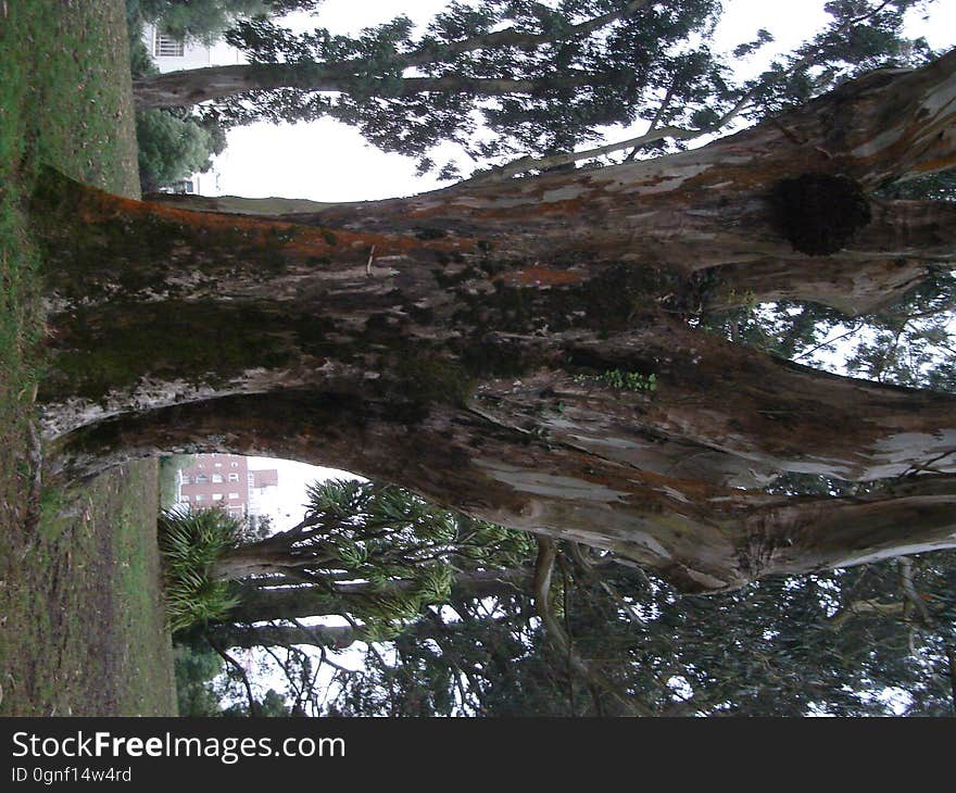 Plant, Sky, Branch, Wood, Tree, Trunk