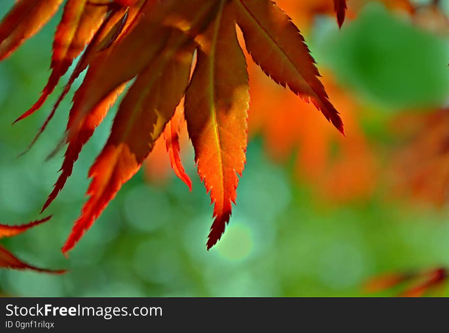 Taking a closer look results in seeing details often missed. I have walked past this japanese maple tree thousands of times. Seeing the nice contrast of the red leaves against a background of green from the nearby sugar maple tree, I decided to take a photo. Only then did I notice that the japanese maple leaves have beautifully serrated edges. Taking a closer look results in seeing details often missed. I have walked past this japanese maple tree thousands of times. Seeing the nice contrast of the red leaves against a background of green from the nearby sugar maple tree, I decided to take a photo. Only then did I notice that the japanese maple leaves have beautifully serrated edges.