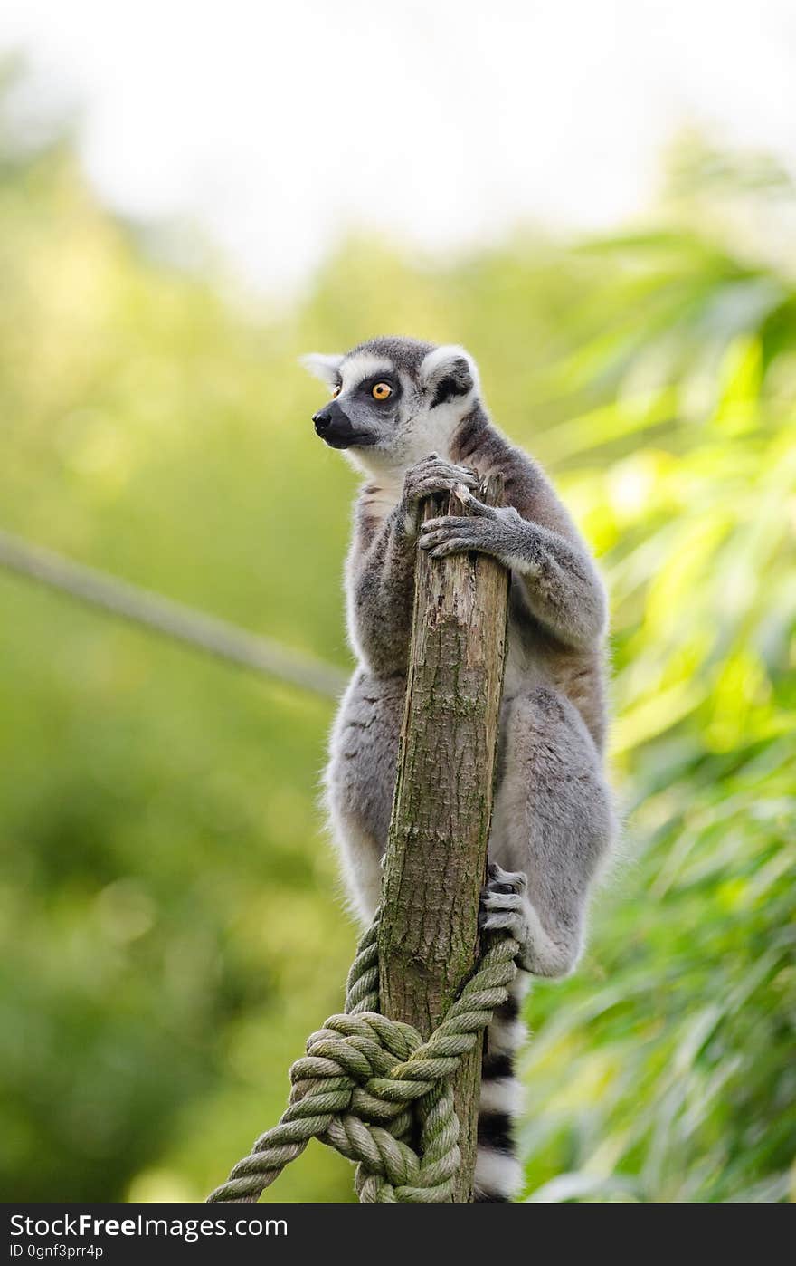 Ring-Tailed Lemur